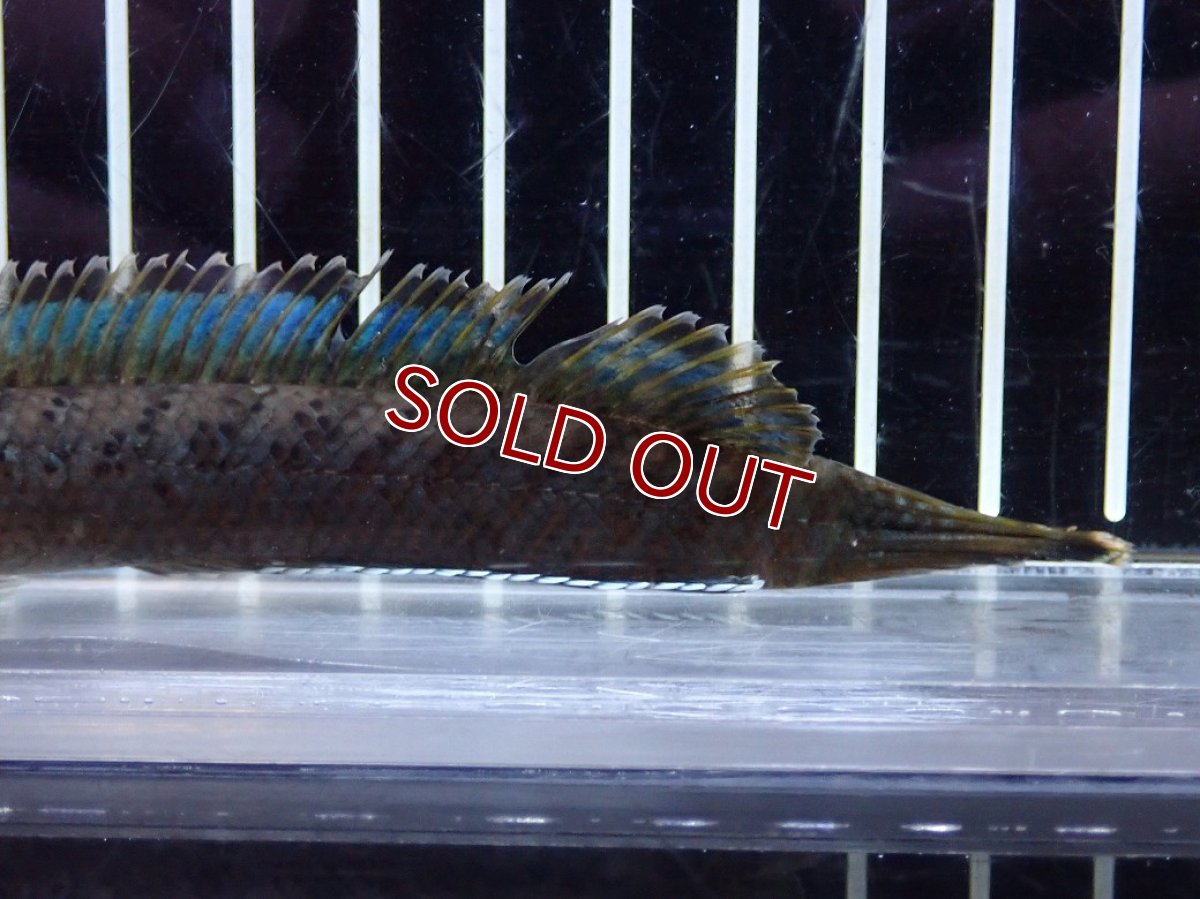 画像3: 【淡水魚】【通販】チャンナ sp パルダリス【個体販売】(±13cm)(大型魚・スネークヘッド)（生体）（熱帯魚）NKO (3)