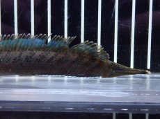画像3: 【淡水魚】【通販】チャンナ sp パルダリス【個体販売】(±13cm)(大型魚・スネークヘッド)（生体）（熱帯魚）NKO (3)
