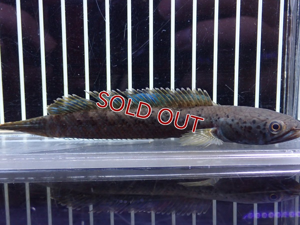 画像4: 【淡水魚】【通販】チャンナ sp パルダリス【個体販売】(±13cm)(大型魚・スネークヘッド)（生体）（熱帯魚）NKO (4)