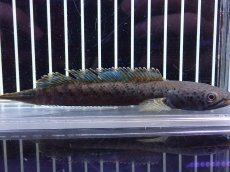 画像4: 【淡水魚】【通販】チャンナ sp パルダリス【個体販売】(±13cm)(大型魚・スネークヘッド)（生体）（熱帯魚）NKO (4)