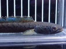 画像5: 【淡水魚】【通販】チャンナ sp パルダリス【個体販売】(±13cm)(大型魚・スネークヘッド)（生体）（熱帯魚）NKO (5)