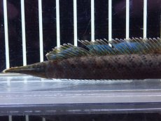 画像6: 【淡水魚】【通販】チャンナ sp パルダリス【個体販売】(±13cm)(大型魚・スネークヘッド)（生体）（熱帯魚）NKO (6)