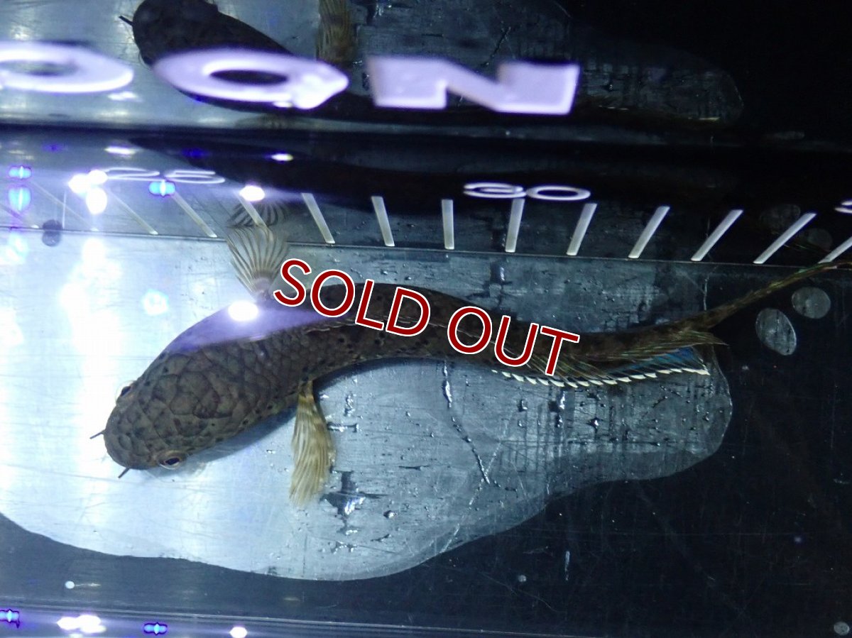 画像7: 【淡水魚】【通販】チャンナ sp パルダリス【個体販売】(±13cm)(大型魚・スネークヘッド)（生体）（熱帯魚）NKO (7)