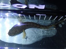 画像7: 【淡水魚】【通販】チャンナ sp パルダリス【個体販売】(±13cm)(大型魚・スネークヘッド)（生体）（熱帯魚）NKO (7)