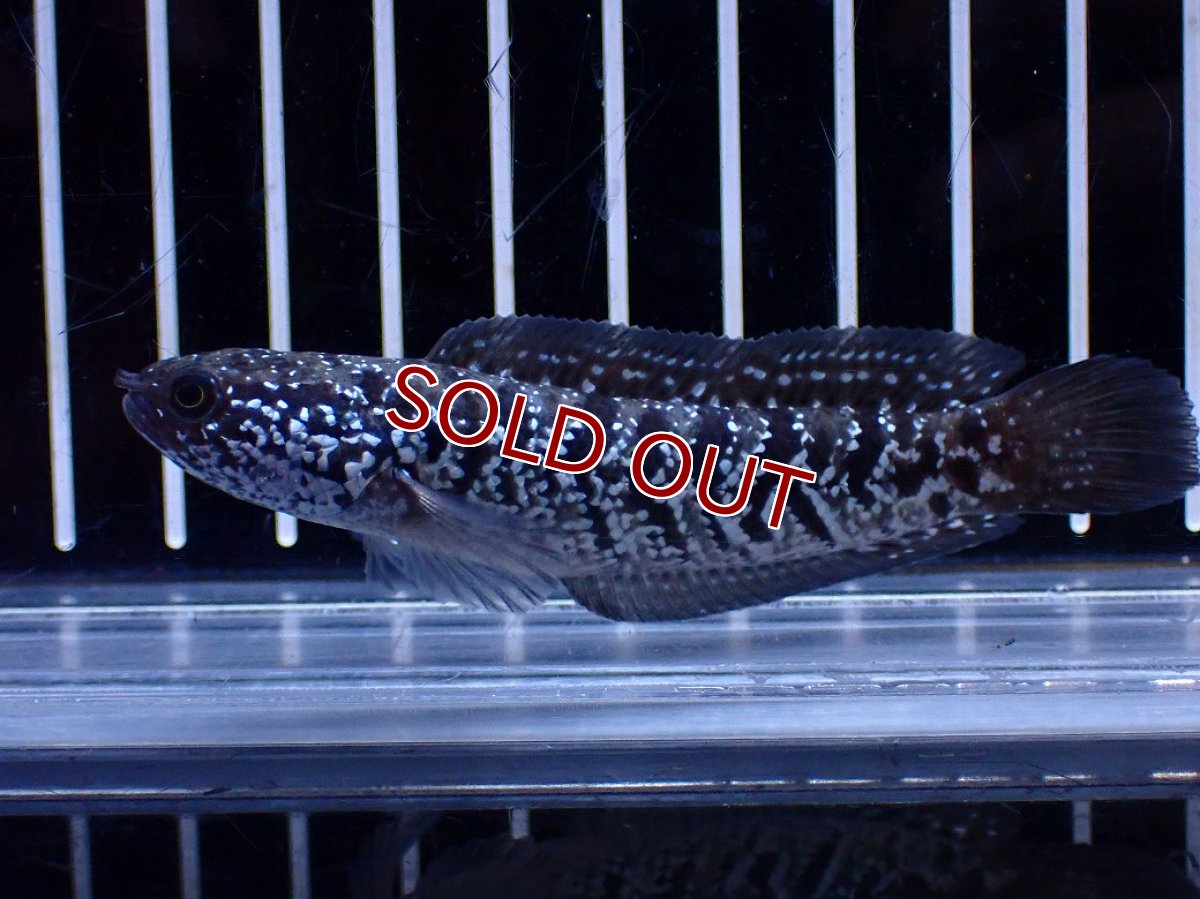画像1: 【ボーナスセール対象個体　クーポンご利用で更に10％OFF】【淡水魚】【通販】超激レア No1 ショートボディ スターダストダイヤモンドコウタイ【個体販売】(±8cm)(生体)(熱帯魚)NKO (1)