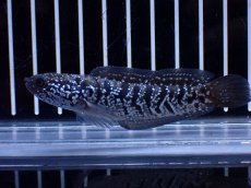 画像1: 【淡水魚】【通販】超激レア No1 ショートボディ スターダストダイヤモンドコウタイ【個体販売】(±8cm)(生体)(熱帯魚)NKO (1)