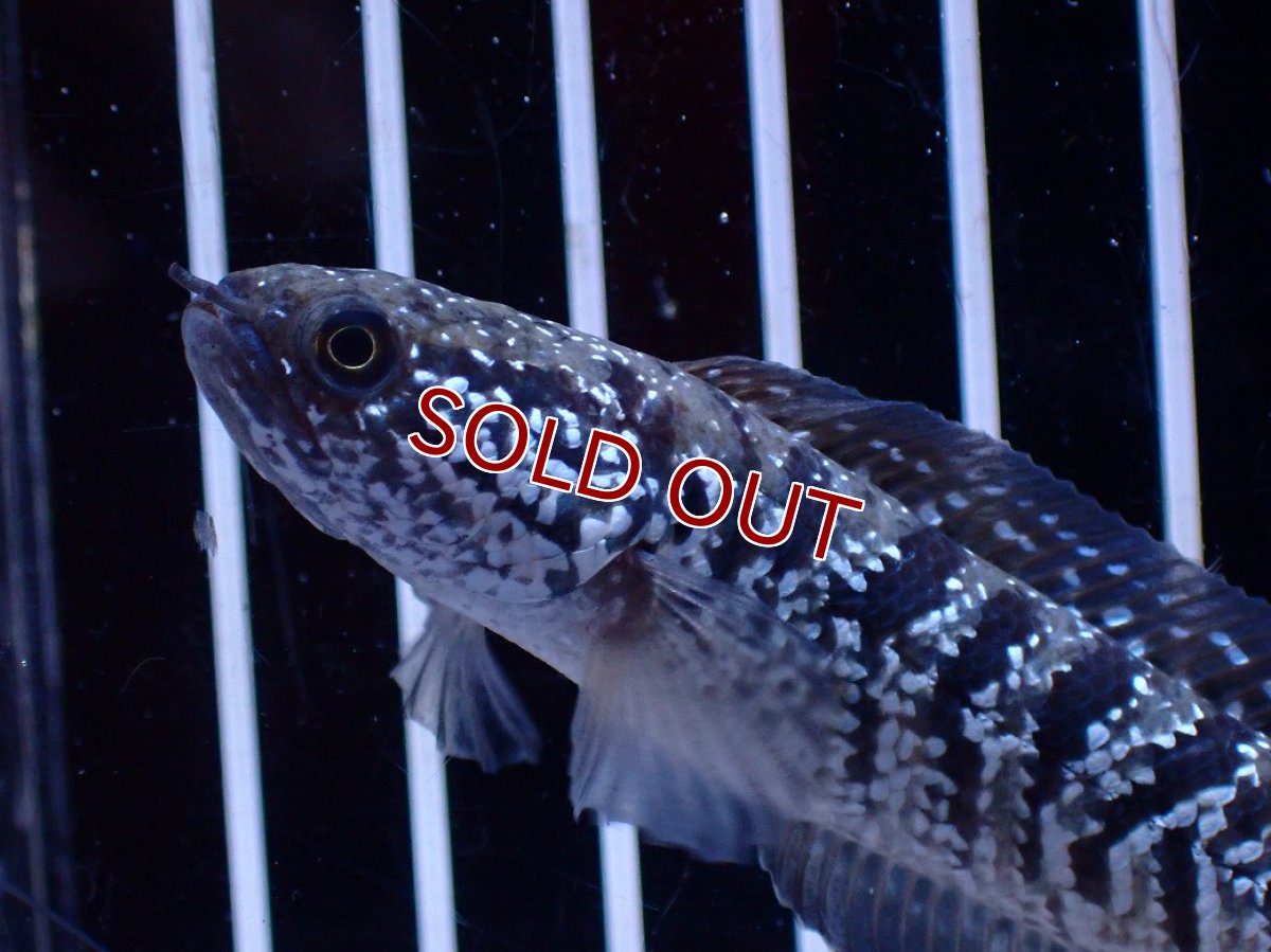 画像2: 【ボーナスセール対象個体　クーポンご利用で更に10％OFF】【淡水魚】【通販】超激レア No1 ショートボディ スターダストダイヤモンドコウタイ【個体販売】(±8cm)(生体)(熱帯魚)NKO (2)