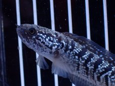 画像2: 【淡水魚】【通販】超激レア No1 ショートボディ スターダストダイヤモンドコウタイ【個体販売】(±8cm)(生体)(熱帯魚)NKO (2)