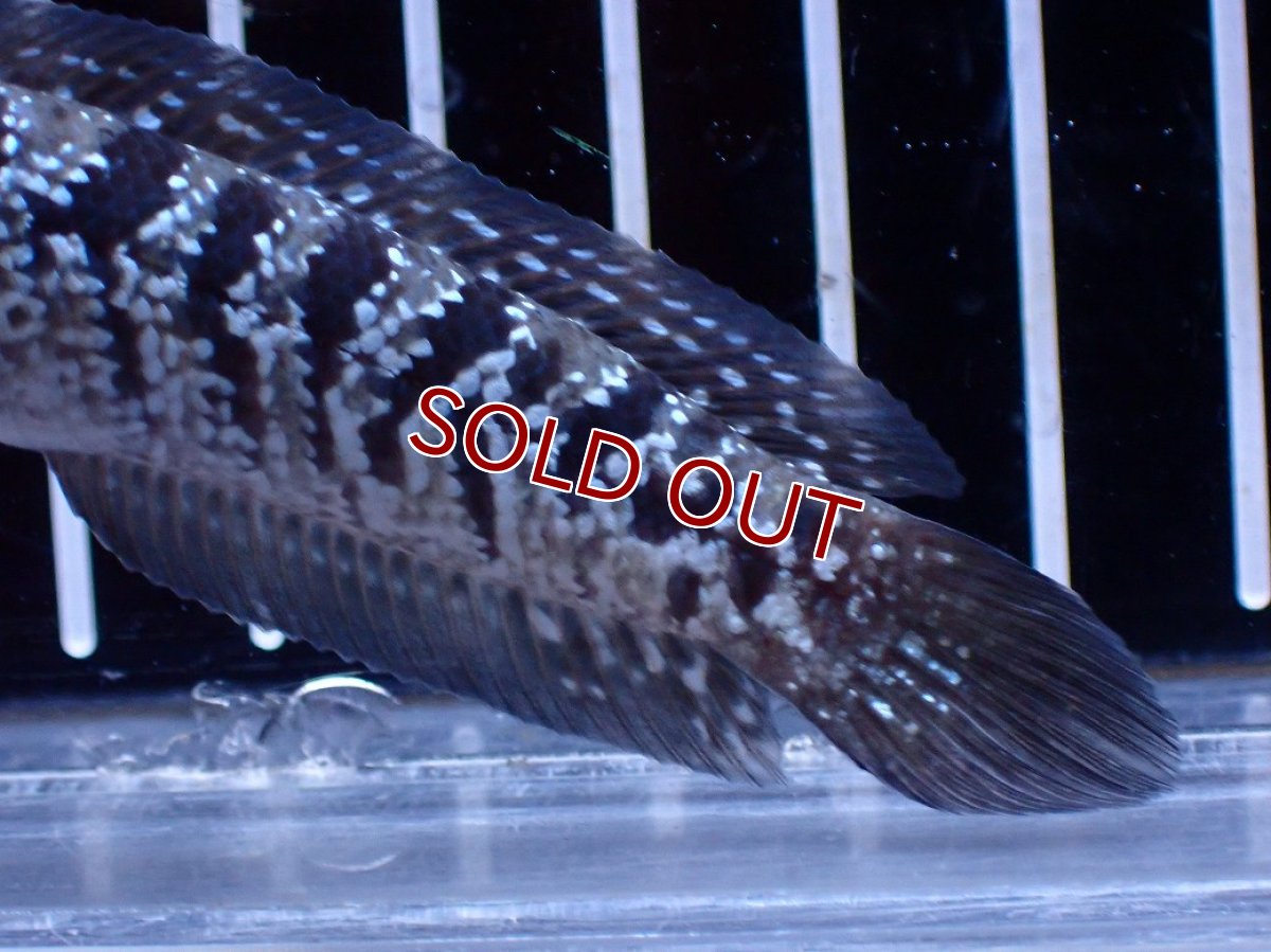 画像3: 【ボーナスセール対象個体　クーポンご利用で更に10％OFF】【淡水魚】【通販】超激レア No1 ショートボディ スターダストダイヤモンドコウタイ【個体販売】(±8cm)(生体)(熱帯魚)NKO (3)
