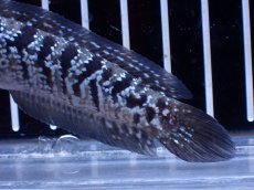 画像3: 【淡水魚】【通販】超激レア No1 ショートボディ スターダストダイヤモンドコウタイ【個体販売】(±8cm)(生体)(熱帯魚)NKO (3)