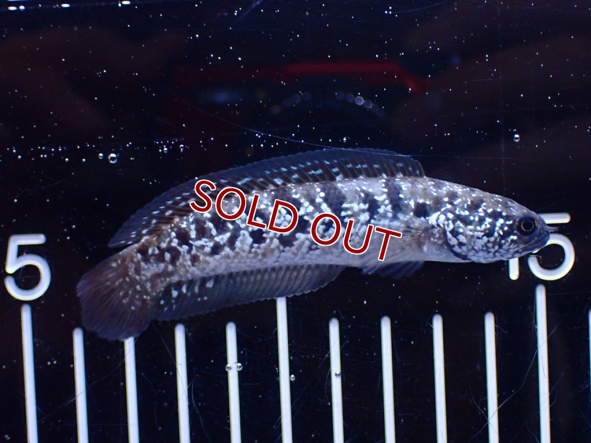 画像4: 【ボーナスセール対象個体　クーポンご利用で更に10％OFF】【淡水魚】【通販】超激レア No1 ショートボディ スターダストダイヤモンドコウタイ【個体販売】(±8cm)(生体)(熱帯魚)NKO (4)