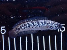 画像4: 【淡水魚】【通販】超激レア No1 ショートボディ スターダストダイヤモンドコウタイ【個体販売】(±8cm)(生体)(熱帯魚)NKO (4)