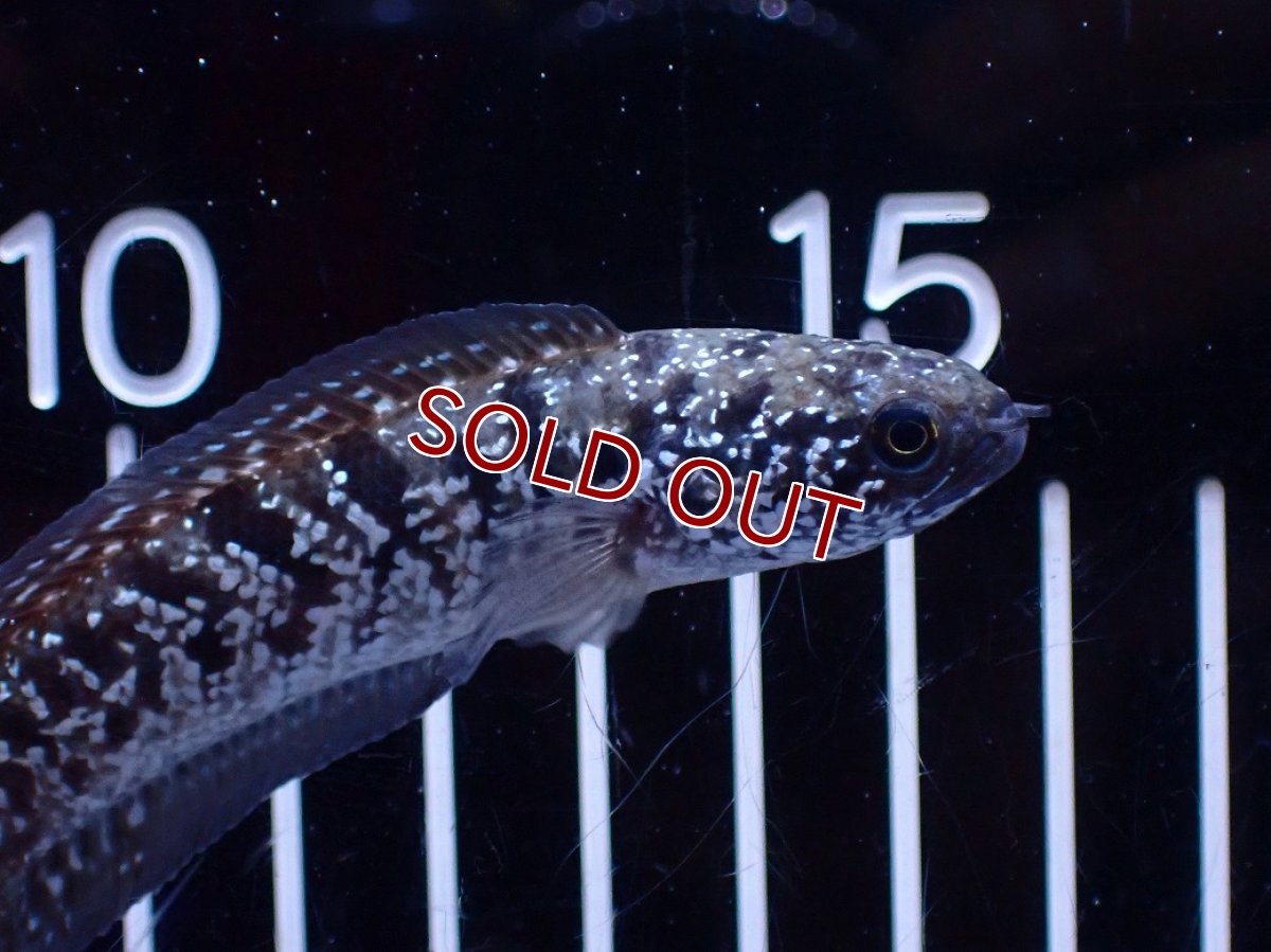 画像5: 【ボーナスセール対象個体　クーポンご利用で更に10％OFF】【淡水魚】【通販】超激レア No1 ショートボディ スターダストダイヤモンドコウタイ【個体販売】(±8cm)(生体)(熱帯魚)NKO (5)
