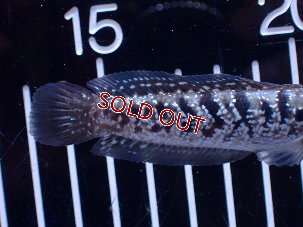 画像6: 【ボーナスセール対象個体　クーポンご利用で更に10％OFF】【淡水魚】【通販】超激レア No1 ショートボディ スターダストダイヤモンドコウタイ【個体販売】(±8cm)(生体)(熱帯魚)NKO (6)