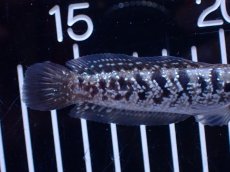 画像6: 【淡水魚】【通販】超激レア No1 ショートボディ スターダストダイヤモンドコウタイ【個体販売】(±8cm)(生体)(熱帯魚)NKO (6)