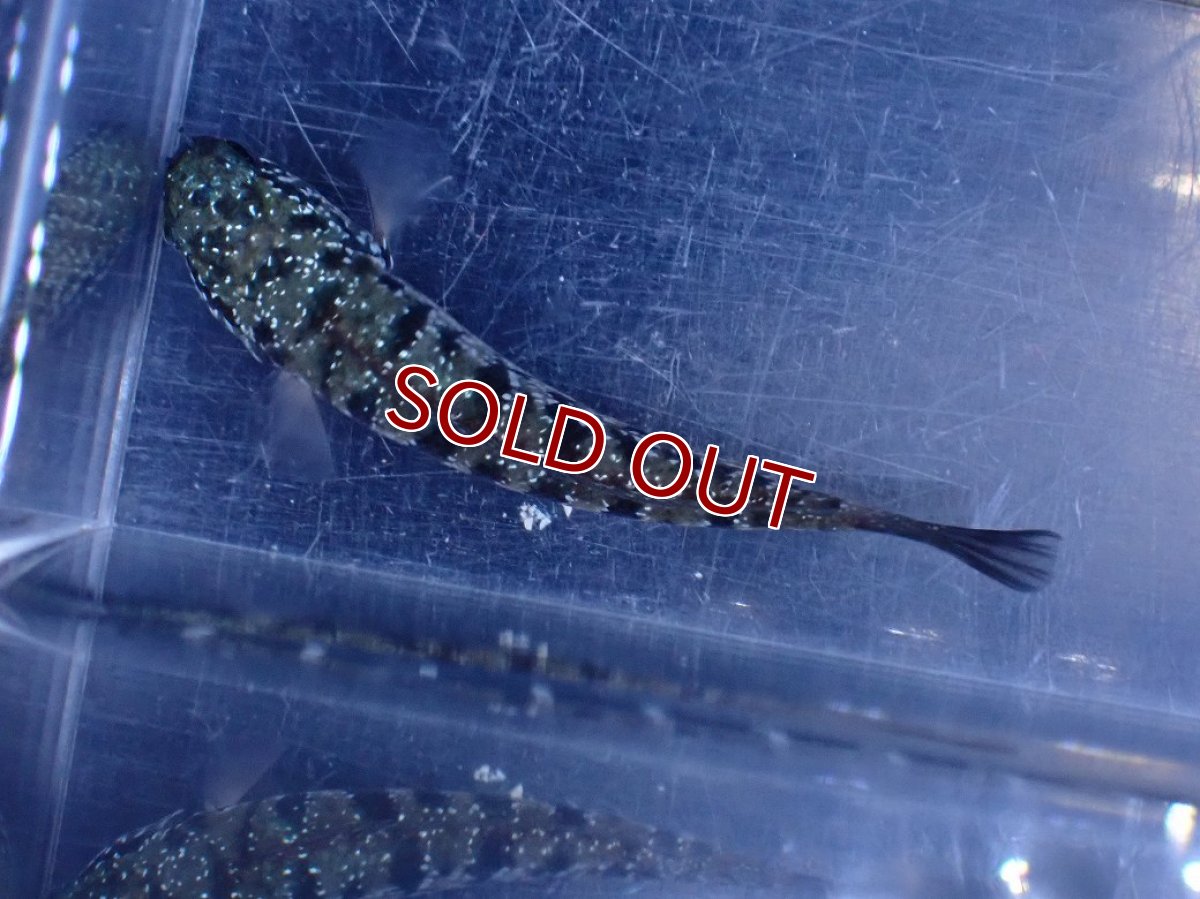 画像7: 【ボーナスセール対象個体　クーポンご利用で更に10％OFF】【淡水魚】【通販】超激レア No1 ショートボディ スターダストダイヤモンドコウタイ【個体販売】(±8cm)(生体)(熱帯魚)NKO (7)