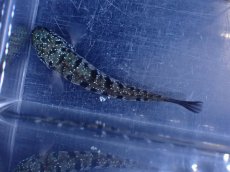 画像7: 【淡水魚】【通販】超激レア No1 ショートボディ スターダストダイヤモンドコウタイ【個体販売】(±8cm)(生体)(熱帯魚)NKO (7)