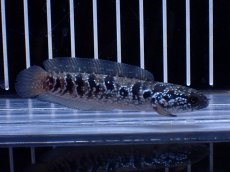 画像1: 【淡水魚】【通販】超激レア No2 ショートボディ スターダストダイヤモンドコウタイ【個体販売】(±8cm)(生体)(熱帯魚)NKO (1)