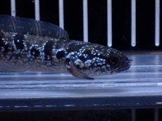 画像2: 【淡水魚】【通販】超激レア No2 ショートボディ スターダストダイヤモンドコウタイ【個体販売】(±8cm)(生体)(熱帯魚)NKO (2)