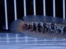 画像3: 【淡水魚】【通販】超激レア No2 ショートボディ スターダストダイヤモンドコウタイ【個体販売】(±8cm)(生体)(熱帯魚)NKO (3)