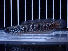 画像4: 【淡水魚】【通販】超激レア No2 ショートボディ スターダストダイヤモンドコウタイ【個体販売】(±8cm)(生体)(熱帯魚)NKO (4)