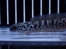 画像5: 【淡水魚】【通販】超激レア No2 ショートボディ スターダストダイヤモンドコウタイ【個体販売】(±8cm)(生体)(熱帯魚)NKO (5)