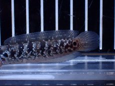 画像6: 【淡水魚】【通販】超激レア No2 ショートボディ スターダストダイヤモンドコウタイ【個体販売】(±8cm)(生体)(熱帯魚)NKO (6)