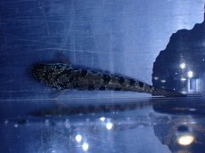 画像7: 【淡水魚】【通販】超激レア No2 ショートボディ スターダストダイヤモンドコウタイ【個体販売】(±8cm)(生体)(熱帯魚)NKO (7)