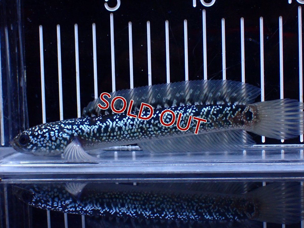 画像1: 【淡水魚】【通販】激レア 藍天目(Blue tenmoku)【個体販売】(±15cm)(大型魚・スネークヘッド)(生体)(熱帯魚)NKO (1)