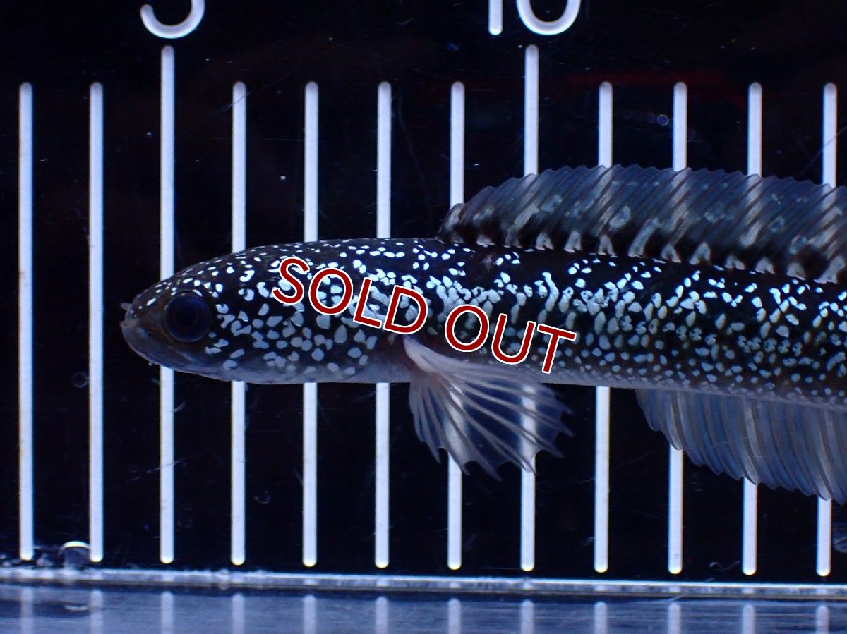 画像2: 【淡水魚】【通販】激レア 藍天目(Blue tenmoku)【個体販売】(±15cm)(大型魚・スネークヘッド)(生体)(熱帯魚)NKO (2)