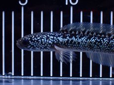 画像2: 【淡水魚】【通販】激レア 藍天目(Blue tenmoku)【個体販売】(±15cm)(大型魚・スネークヘッド)(生体)(熱帯魚)NKO (2)