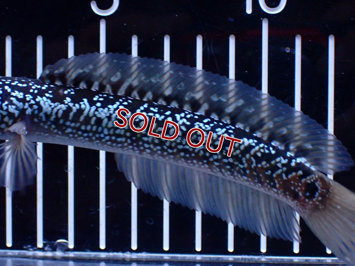 画像3: 【淡水魚】【通販】激レア 藍天目(Blue tenmoku)【個体販売】(±15cm)(大型魚・スネークヘッド)(生体)(熱帯魚)NKO (3)