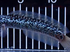 画像3: 【淡水魚】【通販】激レア 藍天目(Blue tenmoku)【個体販売】(±15cm)(大型魚・スネークヘッド)(生体)(熱帯魚)NKO (3)