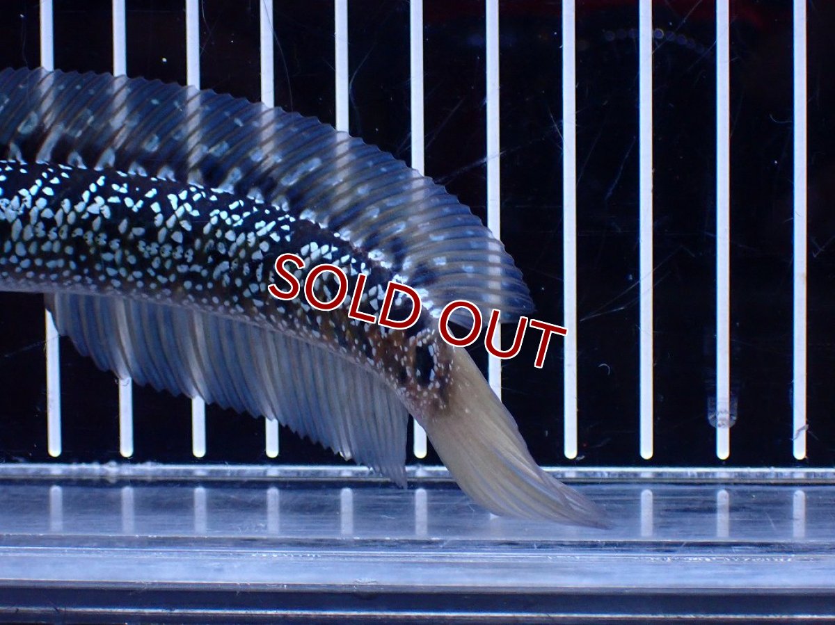 画像4: 【淡水魚】【通販】激レア 藍天目(Blue tenmoku)【個体販売】(±15cm)(大型魚・スネークヘッド)(生体)(熱帯魚)NKO (4)