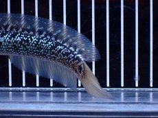 画像4: 【淡水魚】【通販】激レア 藍天目(Blue tenmoku)【個体販売】(±15cm)(大型魚・スネークヘッド)(生体)(熱帯魚)NKO (4)