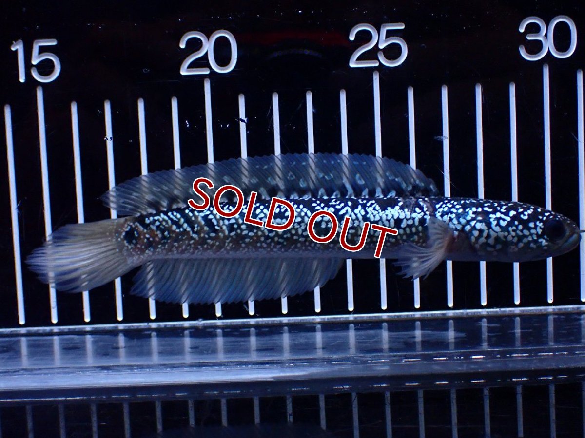 画像5: 【淡水魚】【通販】激レア 藍天目(Blue tenmoku)【個体販売】(±15cm)(大型魚・スネークヘッド)(生体)(熱帯魚)NKO (5)