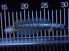 画像5: 【淡水魚】【通販】激レア 藍天目(Blue tenmoku)【個体販売】(±15cm)(大型魚・スネークヘッド)(生体)(熱帯魚)NKO (5)