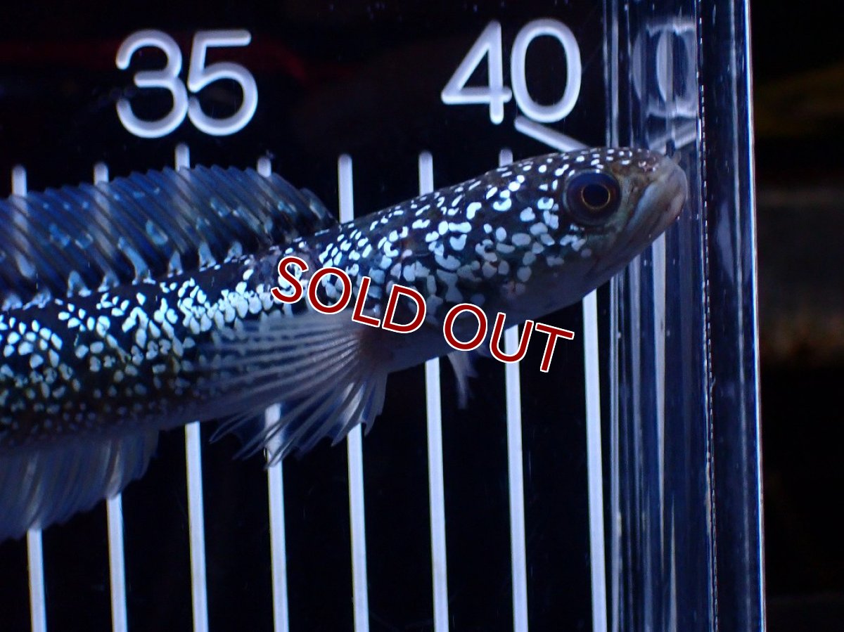 画像6: 【淡水魚】【通販】激レア 藍天目(Blue tenmoku)【個体販売】(±15cm)(大型魚・スネークヘッド)(生体)(熱帯魚)NKO (6)