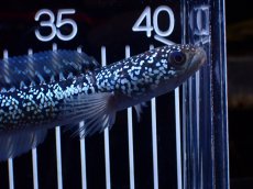 画像6: 【淡水魚】【通販】激レア 藍天目(Blue tenmoku)【個体販売】(±15cm)(大型魚・スネークヘッド)(生体)(熱帯魚)NKO (6)