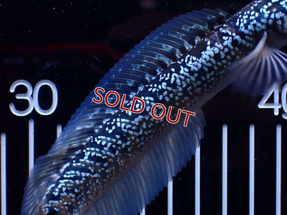 画像7: 【淡水魚】【通販】激レア 藍天目(Blue tenmoku)【個体販売】(±15cm)(大型魚・スネークヘッド)(生体)(熱帯魚)NKO (7)