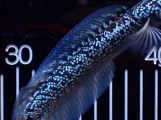 画像7: 【淡水魚】【通販】激レア 藍天目(Blue tenmoku)【個体販売】(±15cm)(大型魚・スネークヘッド)(生体)(熱帯魚)NKO (7)