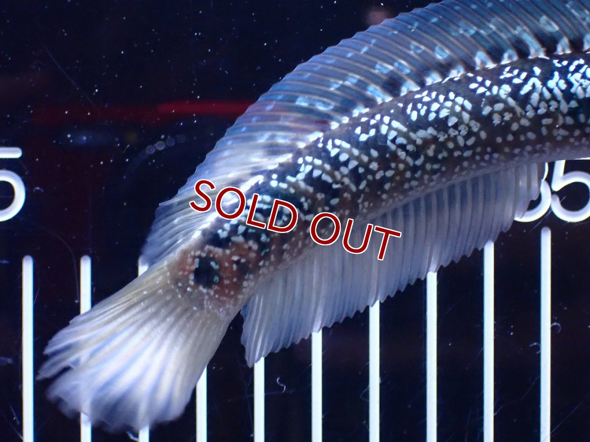 画像8: 【淡水魚】【通販】激レア 藍天目(Blue tenmoku)【個体販売】(±15cm)(大型魚・スネークヘッド)(生体)(熱帯魚)NKO (8)