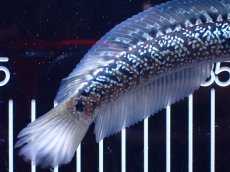 画像8: 【淡水魚】【通販】激レア 藍天目(Blue tenmoku)【個体販売】(±15cm)(大型魚・スネークヘッド)(生体)(熱帯魚)NKO (8)