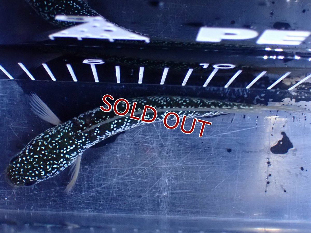 画像9: 【淡水魚】【通販】激レア 藍天目(Blue tenmoku)【個体販売】(±15cm)(大型魚・スネークヘッド)(生体)(熱帯魚)NKO (9)