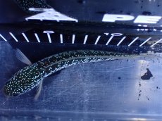 画像9: 【淡水魚】【通販】激レア 藍天目(Blue tenmoku)【個体販売】(±15cm)(大型魚・スネークヘッド)(生体)(熱帯魚)NKO (9)