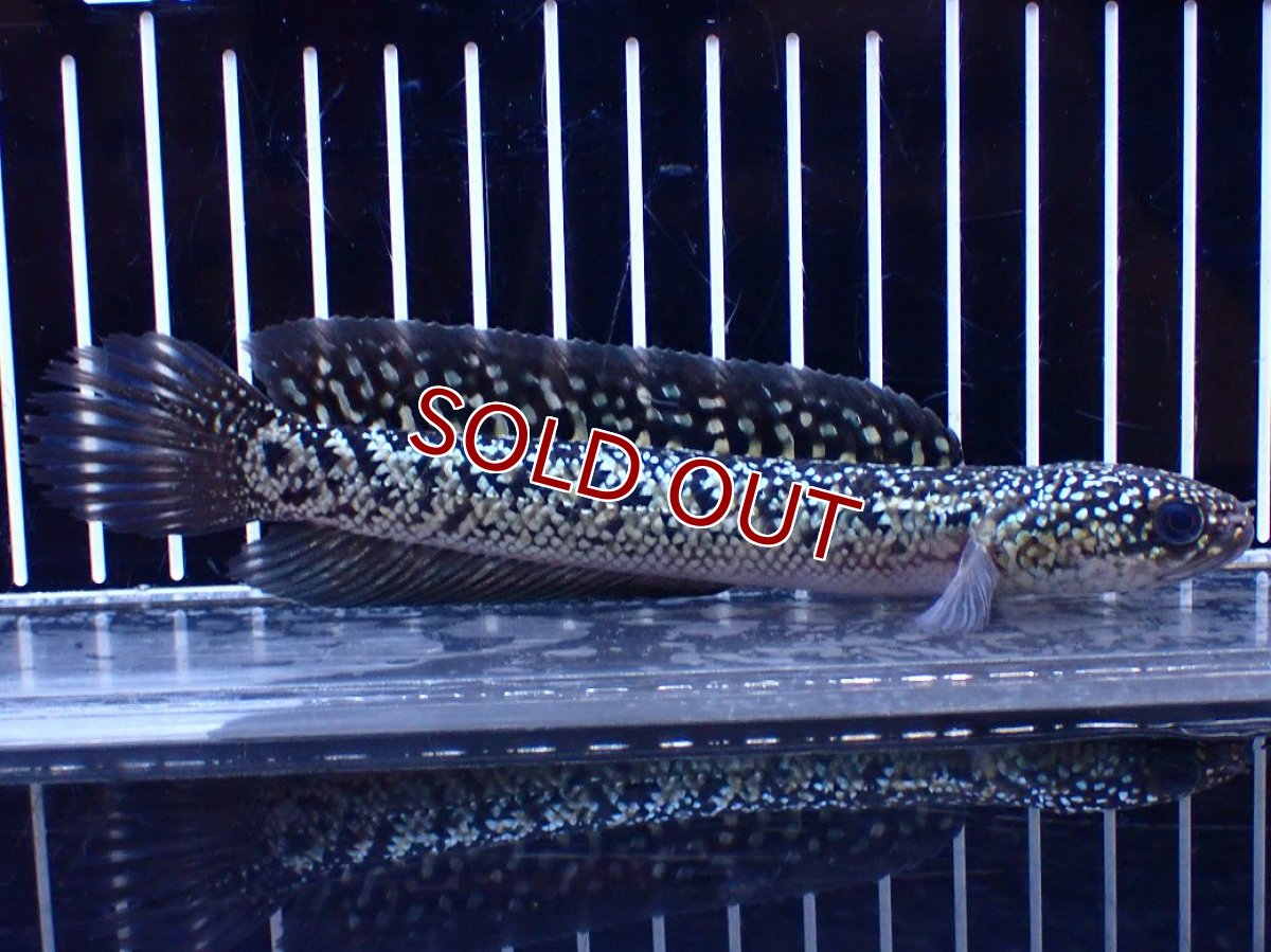 画像1: 【淡水魚】【通販】激レア 火山雷龍(Fire mountain)【個体販売】(±15cm)(大型魚・スネークヘッド)(生体)(熱帯魚)NKO (1)