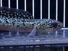 画像2: 【淡水魚】【通販】激レア 火山雷龍(Fire mountain)【個体販売】(±15cm)(大型魚・スネークヘッド)(生体)(熱帯魚)NKO (2)