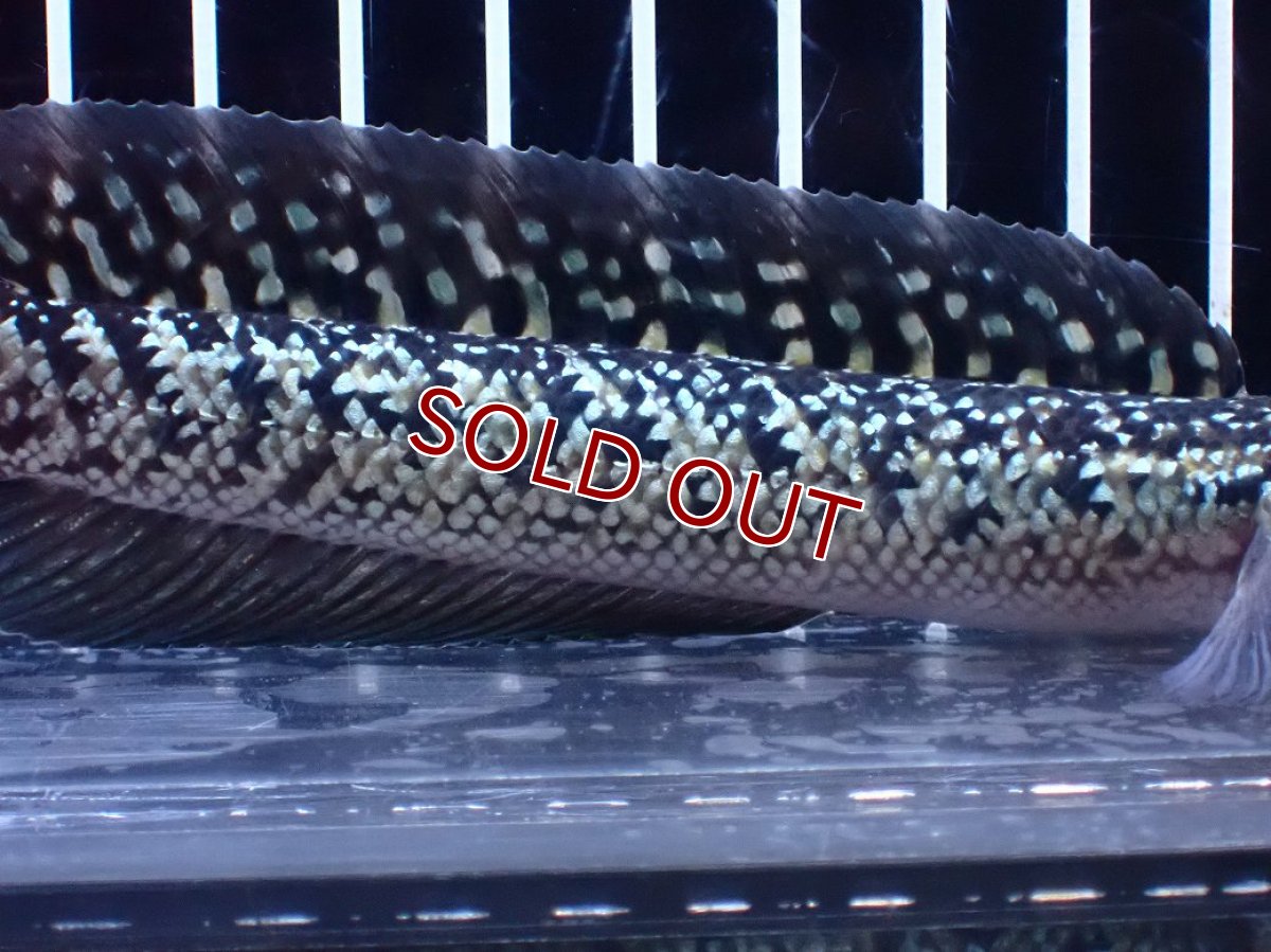 画像3: 【淡水魚】【通販】激レア 火山雷龍(Fire mountain)【個体販売】(±15cm)(大型魚・スネークヘッド)(生体)(熱帯魚)NKO (3)