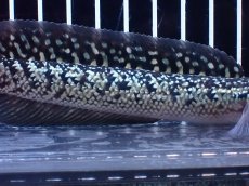 画像3: 【淡水魚】【通販】激レア 火山雷龍(Fire mountain)【個体販売】(±15cm)(大型魚・スネークヘッド)(生体)(熱帯魚)NKO (3)