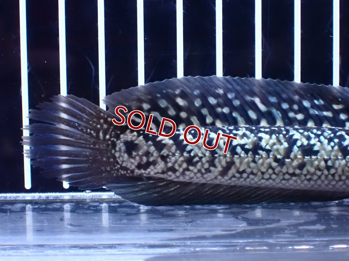 画像4: 【淡水魚】【通販】激レア 火山雷龍(Fire mountain)【個体販売】(±15cm)(大型魚・スネークヘッド)(生体)(熱帯魚)NKO (4)